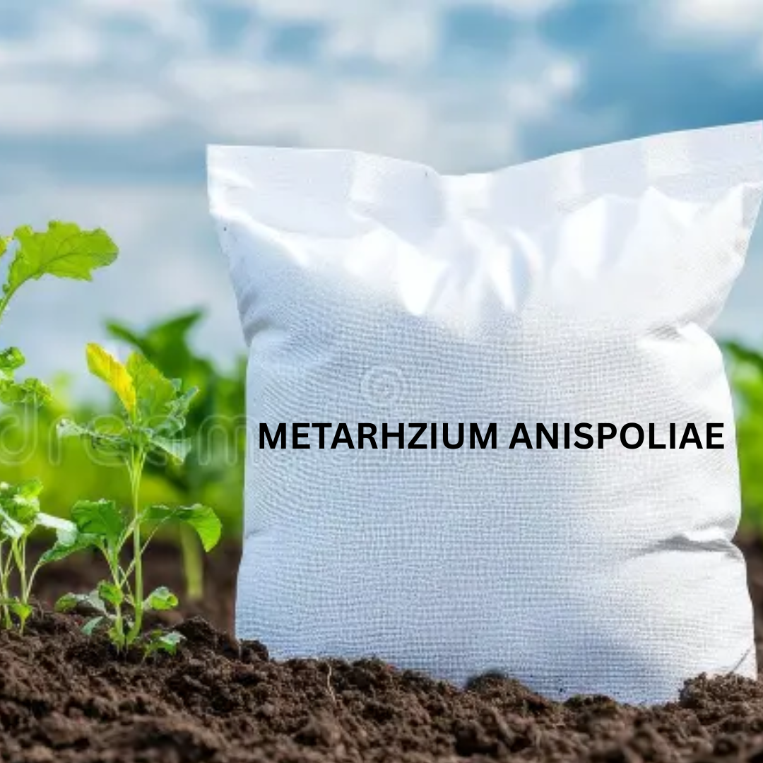 Metarhizium anisopliae Powder Formulation (Water Insoluble ) Talc Based Powder