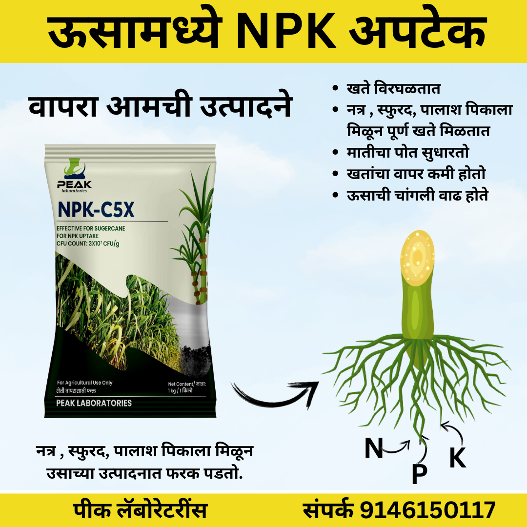 TALC POWDER BASE:  NPK C5X: NPK CONSORTIA FOR SUGARCANE 1kg