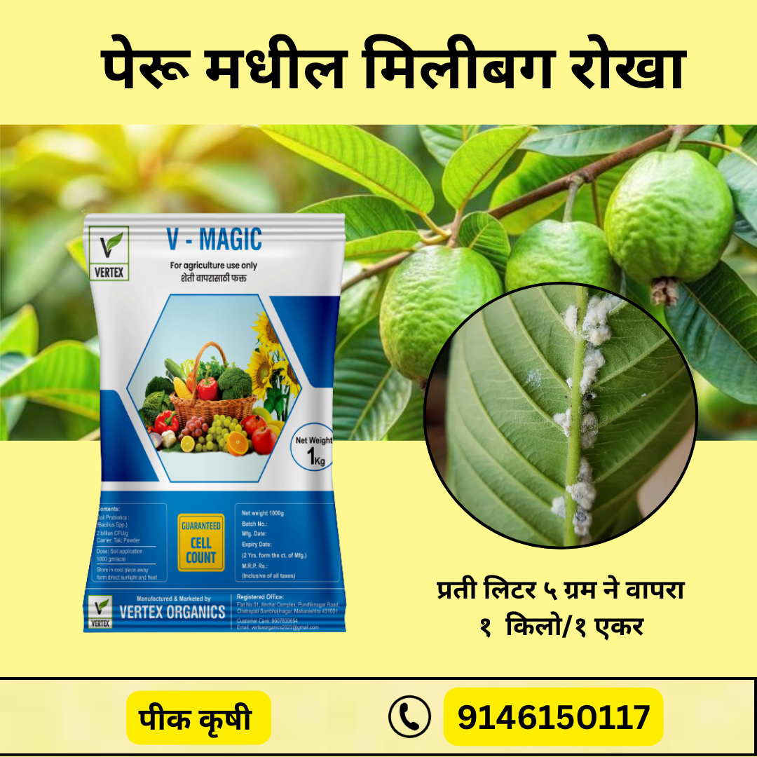 Guava Biofertilizer Kit पेरू जीवाणू खते कीट