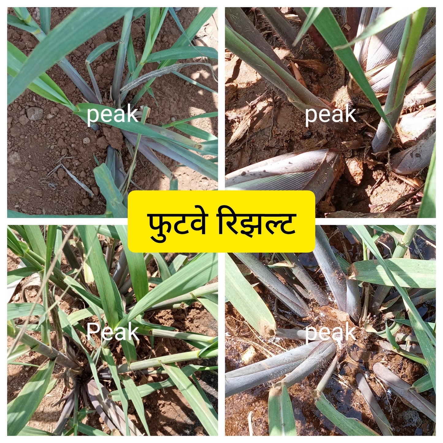 TALC POWDER BASE:  NPK C5X: NPK CONSORTIA FOR SUGARCANE 1kg