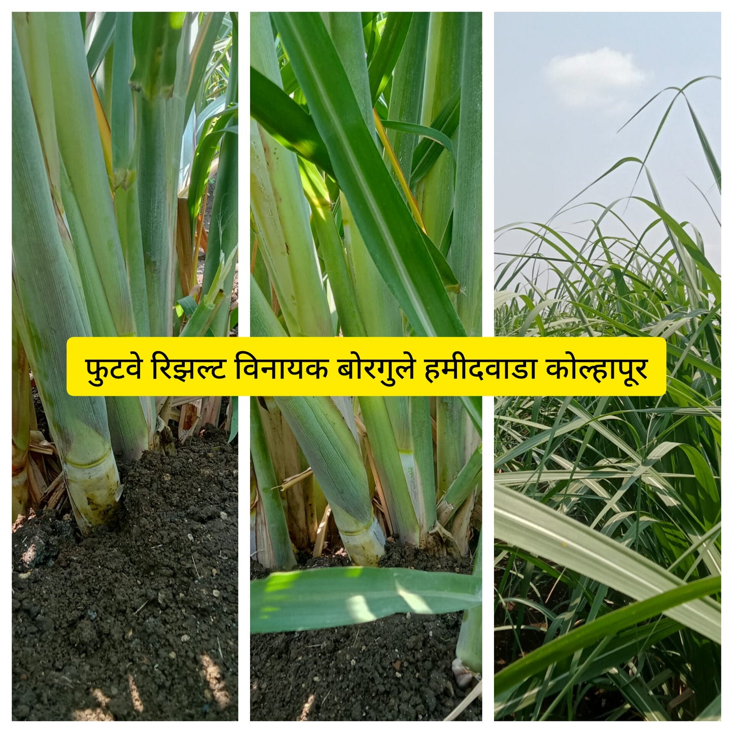TALC POWDER BASE:  NPK C5X: NPK CONSORTIA FOR SUGARCANE 1kg