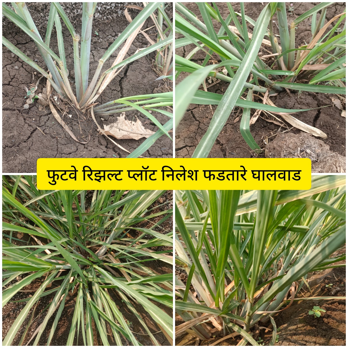 TALC POWDER BASE:  NPK C5X: NPK CONSORTIA FOR SUGARCANE 1kg