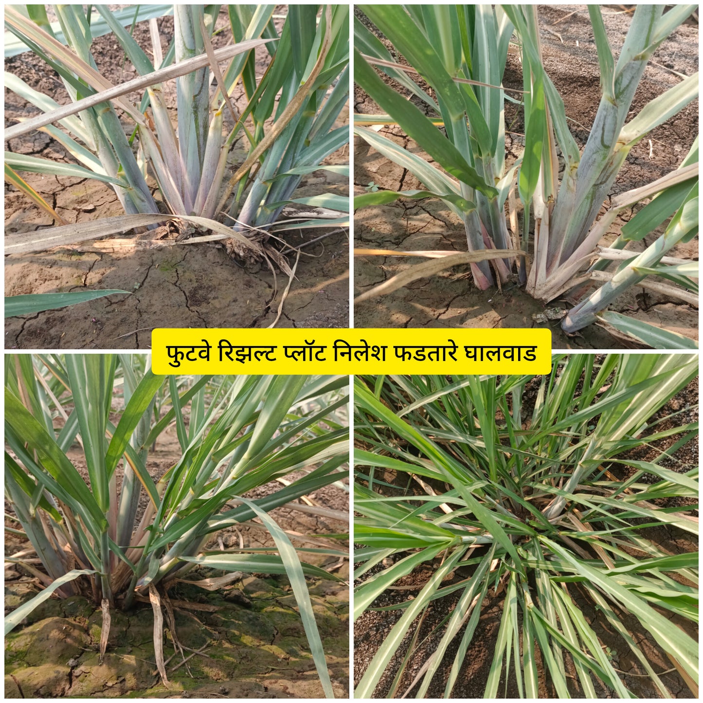 TALC POWDER BASE:  NPK C5X: NPK CONSORTIA FOR SUGARCANE 1kg