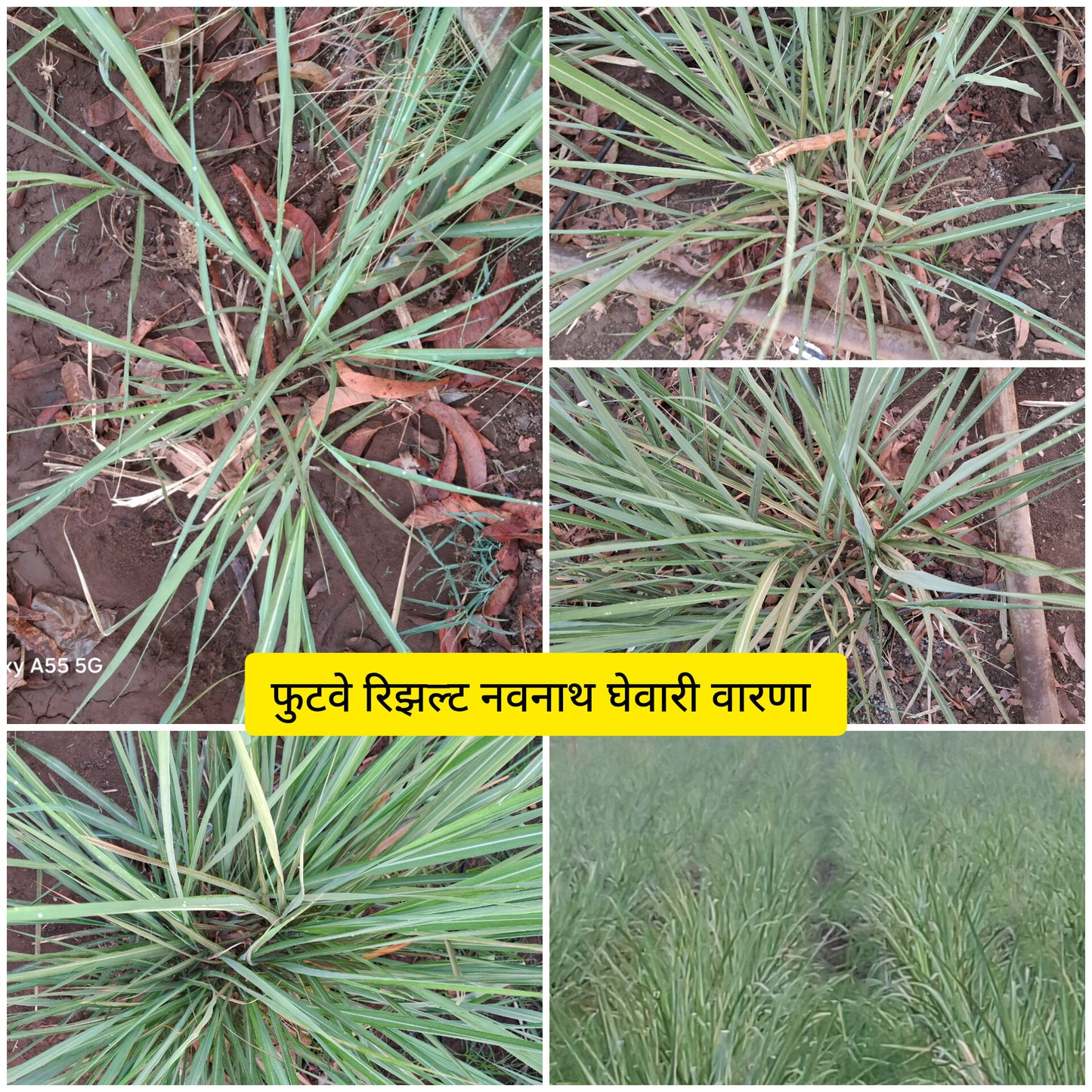 TALC POWDER BASE:  NPK C5X: NPK CONSORTIA FOR SUGARCANE 1kg