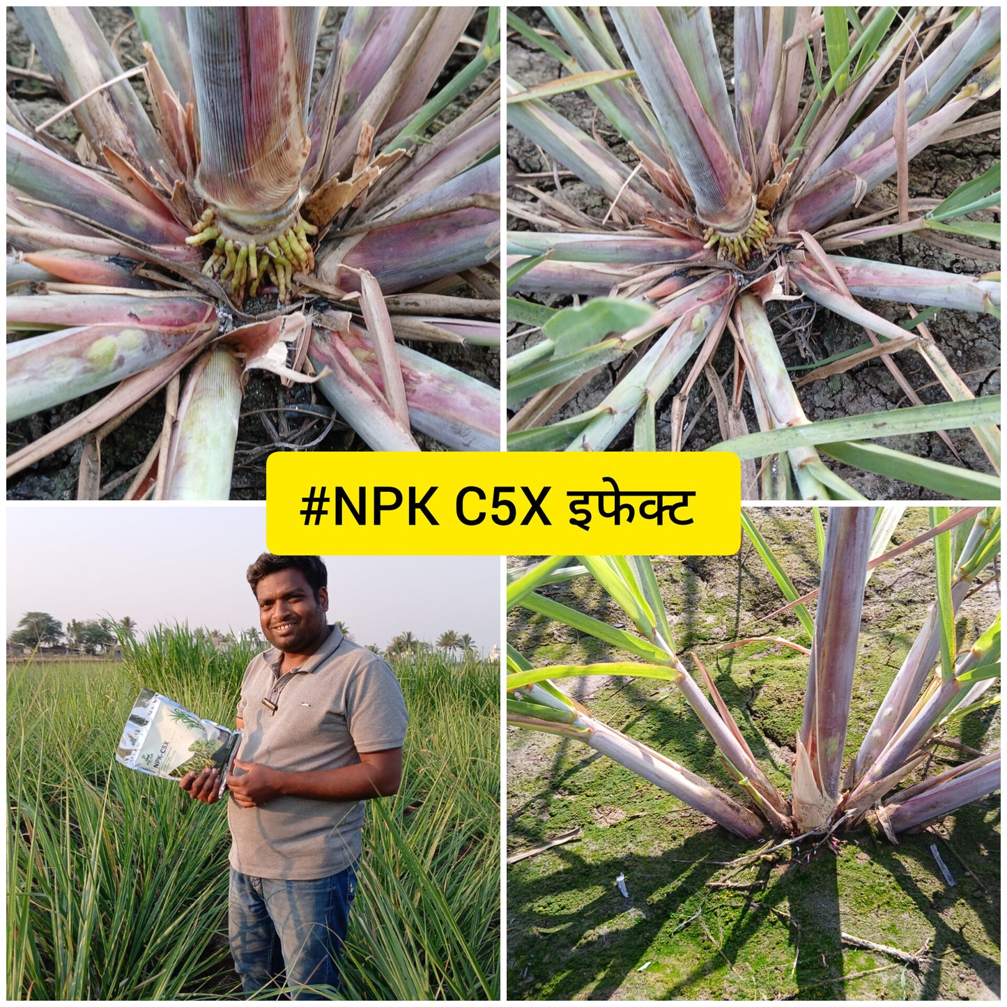 TALC POWDER BASE:  NPK C5X: NPK CONSORTIA FOR SUGARCANE 1kg