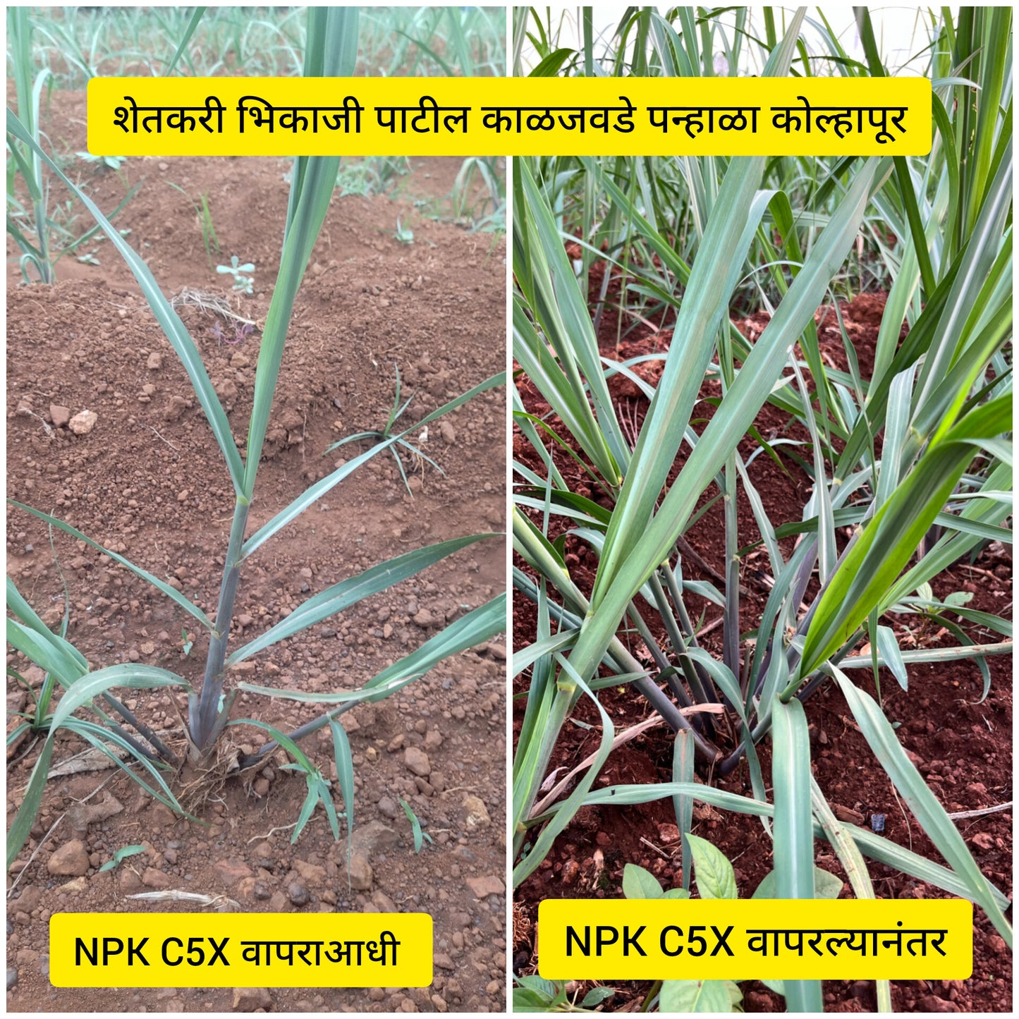 TALC POWDER BASE:  NPK C5X: NPK CONSORTIA FOR SUGARCANE 1kg