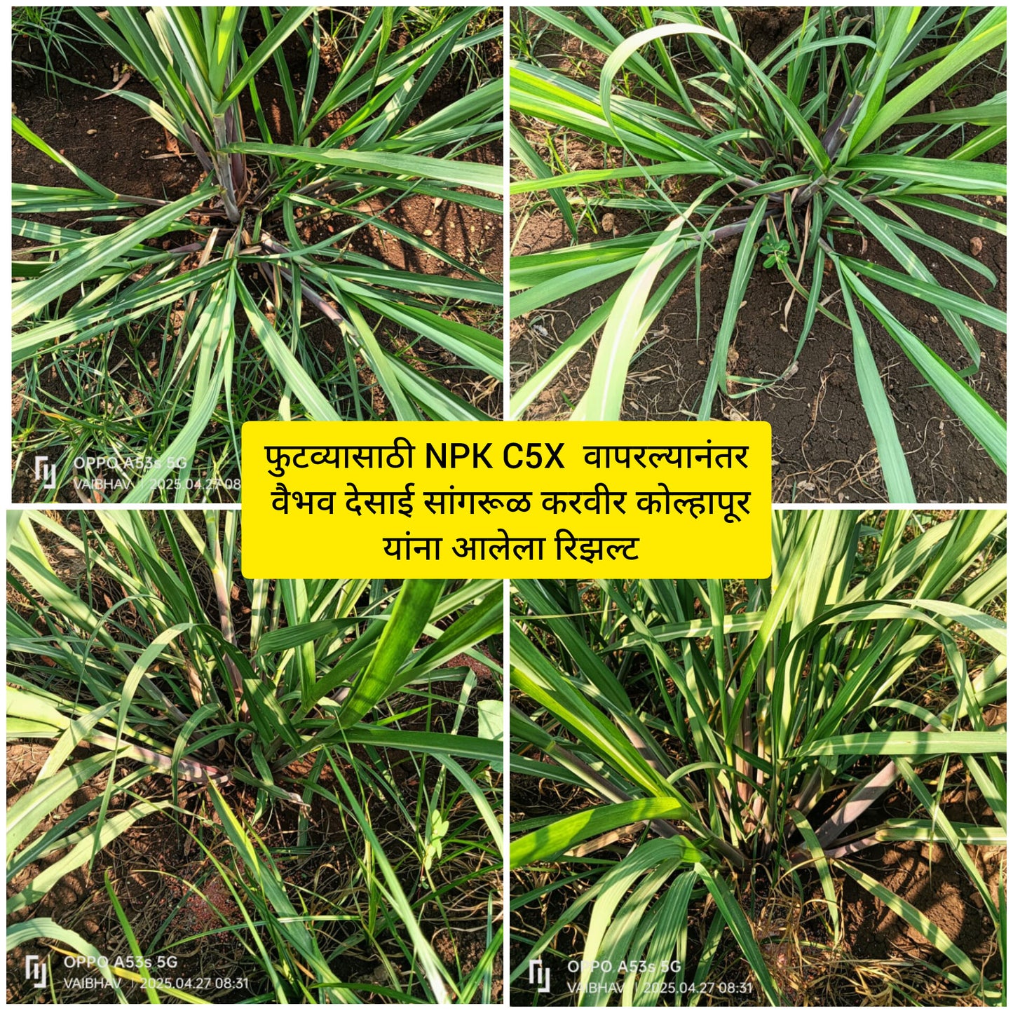 TALC POWDER BASE:  NPK C5X: NPK CONSORTIA FOR SUGARCANE 1kg