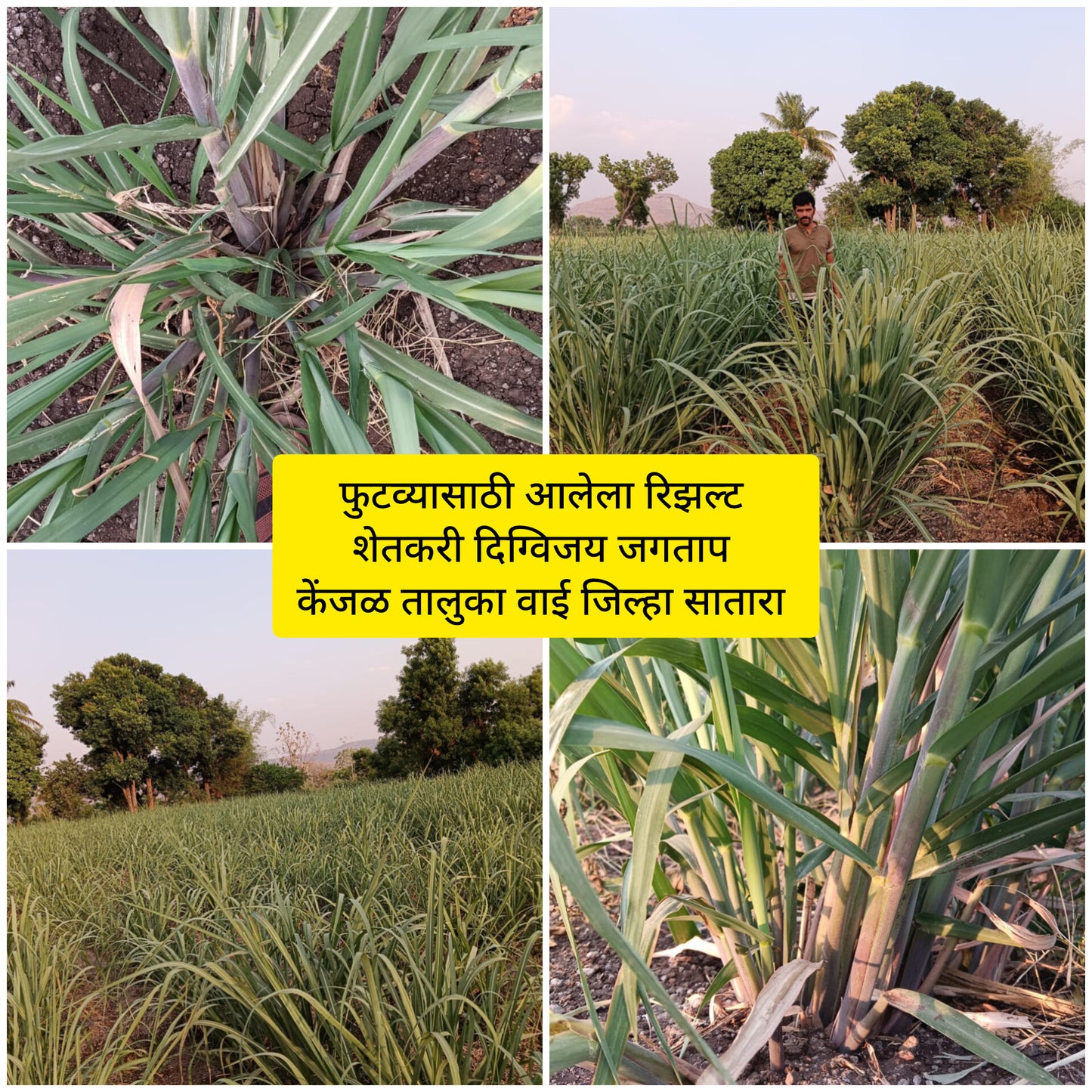 TALC POWDER BASE:  NPK C5X: NPK CONSORTIA FOR SUGARCANE 1kg