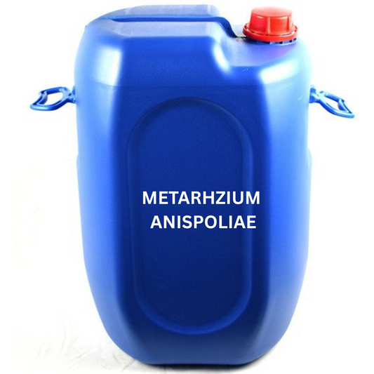 Metarhizhium anispoliae for white grubs