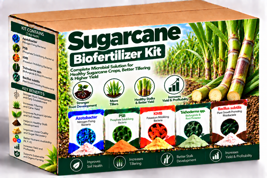 ऊस पिकासाठी जीवाणू खते कीट Sugarcane Biofertilizer Kit  Free Shipping