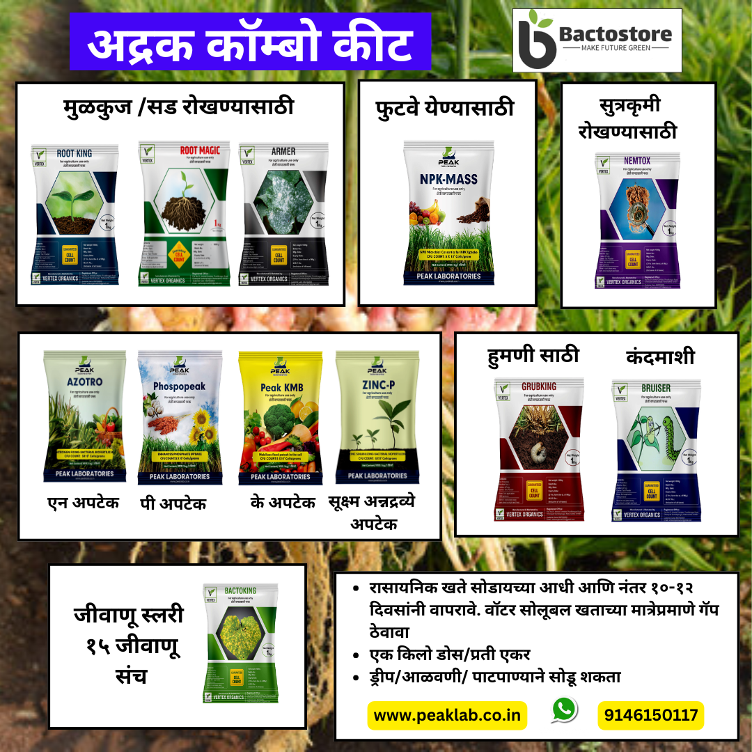 अदरक मुफ़्त शिपिंग के लिए एले सिन्डेन बायोफर्टिलाइज़र कॉम्बो